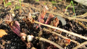 Kaukasische rankspinazie (Hablitzia tamnoides) eind februari: het wortelgestel van deze ca. vier jaar oude plant zendt scheuten naar boven. 