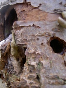 Halfverteerd hout is gunstig voor insecten en naarmate het verder verteert voegt het organisch materiaal toe aan de bodem, wat goed is  voor de waterhuishouding